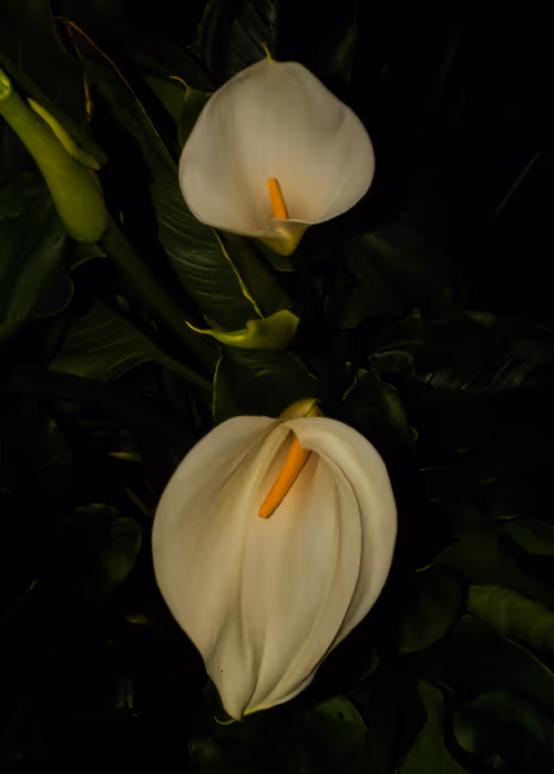 Item #78290859564487950582035157187154512379100989933844946097788898095392620544001 Media