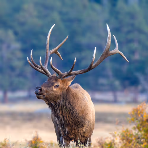 Balance #33 Elk