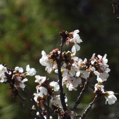 Nature Flower