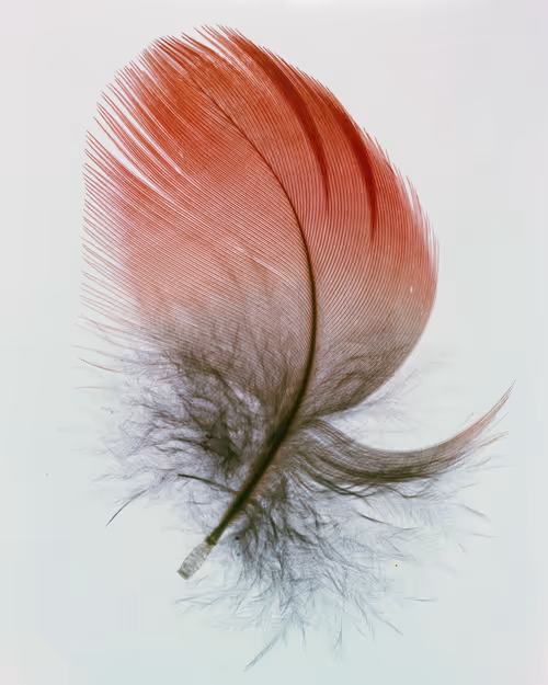 Item #15950502774274559587709957543874871977543956853015568947902385677805117505537 Media