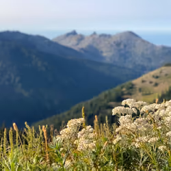 Hurricane ridge