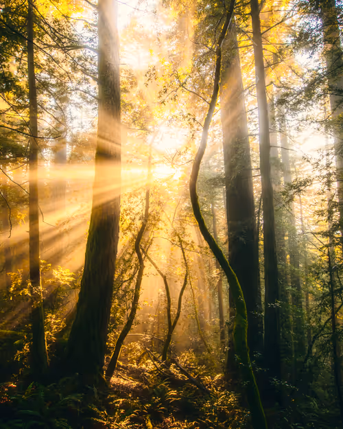 Item #99379921276153973634104125152908526548510783699959858376338453557911918477313 Media