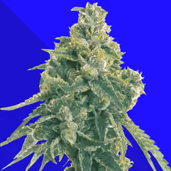Lemon Haze