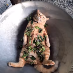 lying wok cat