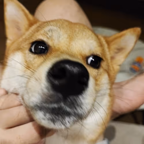 Hahatheinnocentshiba