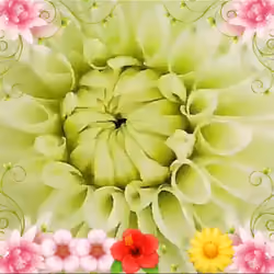 NFT SPRING