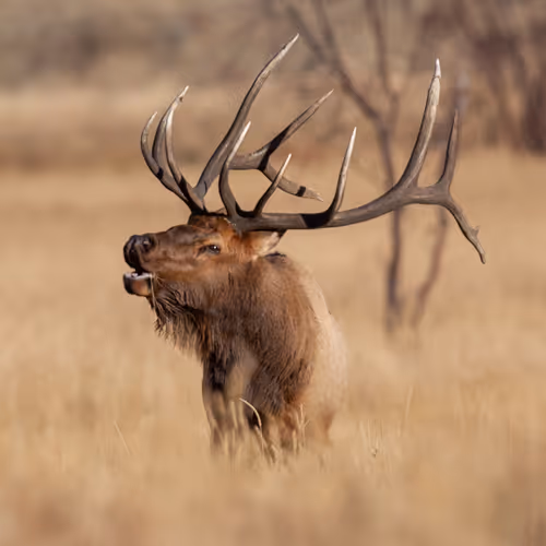Balance #04 Elk 