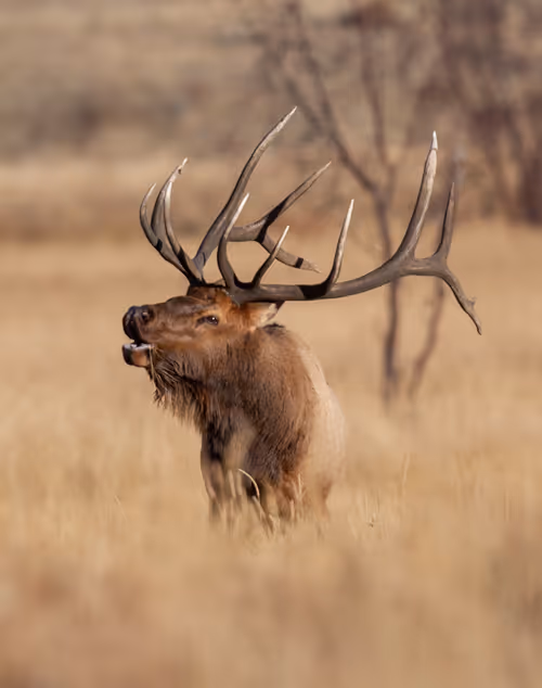 Item #19207338348144225692080396183640865546201068415206893468727031778298094944257 Media