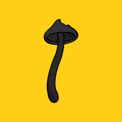Trippachu's Black Shroom