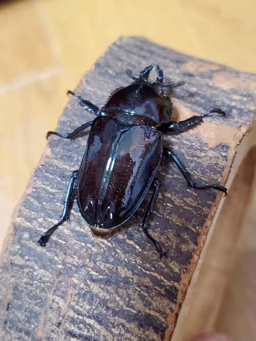 Item #2846893736148873774746802631495866819654136602576950046920721043681542406146 Media