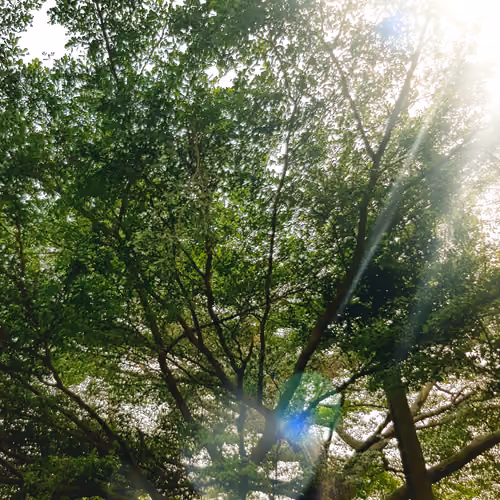 Power of green Light -18