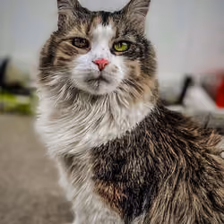 Rocks the Cat