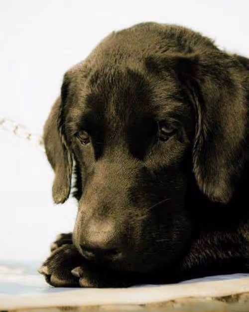 Item #54755554421739226263661144219569690916580989766484493832572188106576489349121 Media