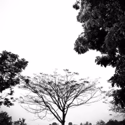 Branches