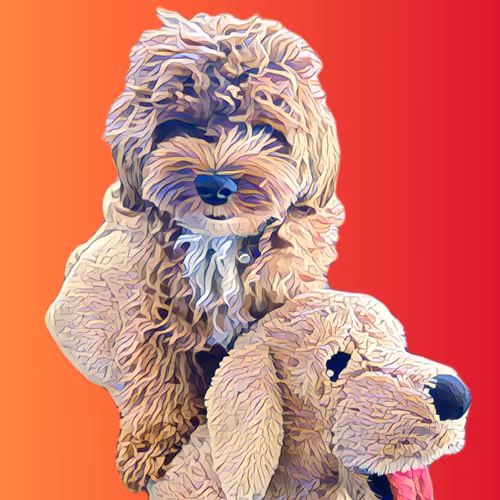 Metaversemaltipoo