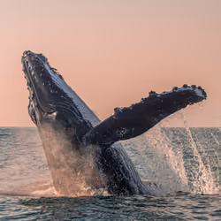 Humpback Whale at Sunset