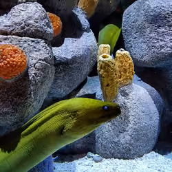Aquaman