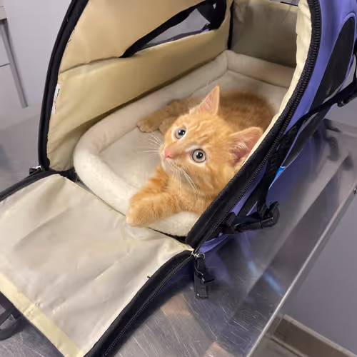 Pepitathekitten