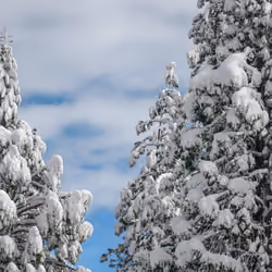 Snow Pillows 