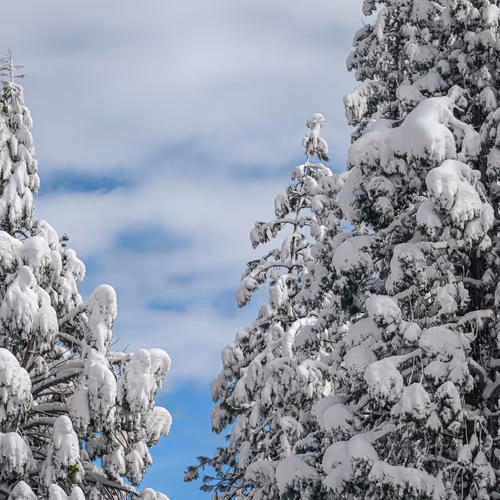 Snow Pillows 