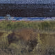 105089968166921690156624725616502706642431777719922472152070405818419802800129