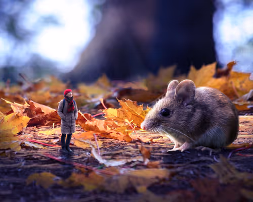 Item #52303462392736441956966373402815996394692190562579771602398132507691657986049 Media