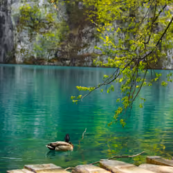 Peaceful emerald lake 