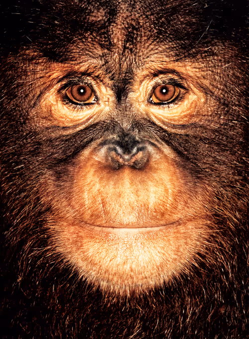 Item #109162157552346088047496633038404394118504199992061596446112929739270594232321 Media