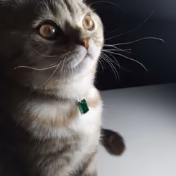 djeykob