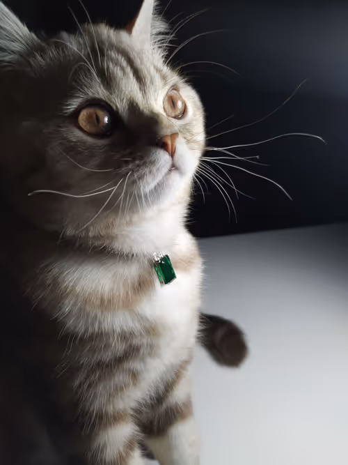 Item #86905873126955002479627001740615612203296733908916306944010109161580118671361 Media