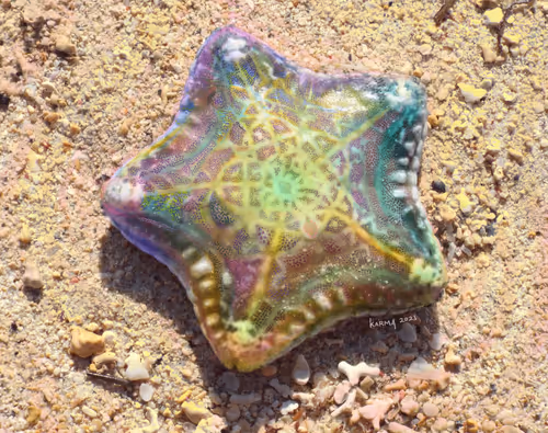 Item #12794651107868095470975902829101134562057123184214298840056390866683677376513 Media