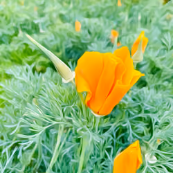 Pistils Of Poppy 