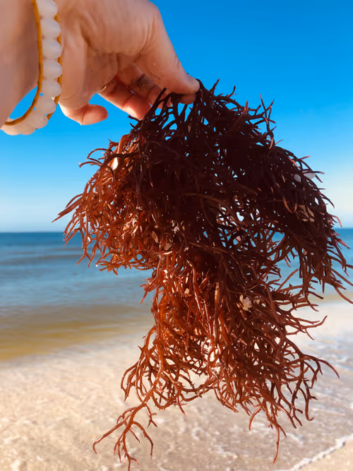 Item #113878984916961174745364683224813624394039454601002665146284580030849593901057 Media