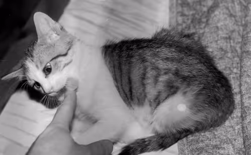 Item #102681073820549918018156706383720612658195698549287552323172903080753652301825 Media