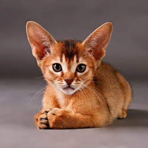 Cutie