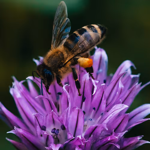 Bee and a Flower