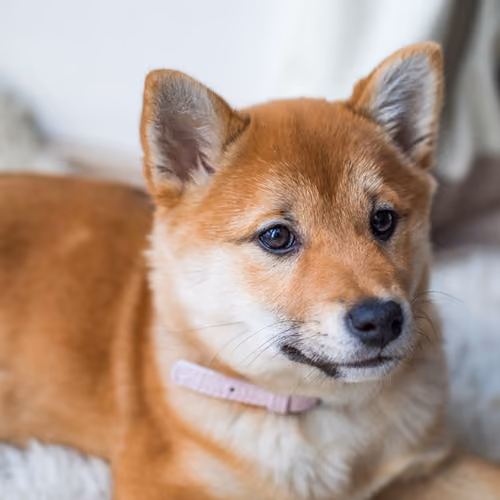 Dog Shiba #42