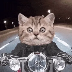 Cat's Driving 