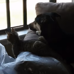 Dog and her cat