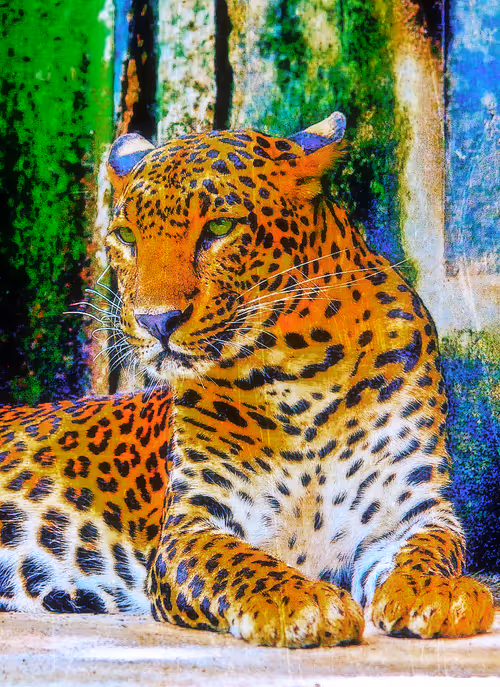 Item #112706814490930413132795555787302569515543672113453404084317514526077560553473 Media