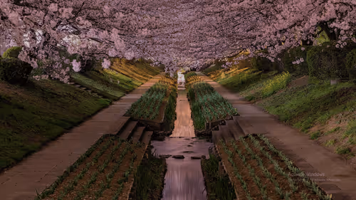 Item #54248361910588560215502930577948939990441878543384382953536850682885504509712 Media