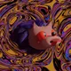 30724671330497212262883737725379166864583278728693178996560472986398945705985