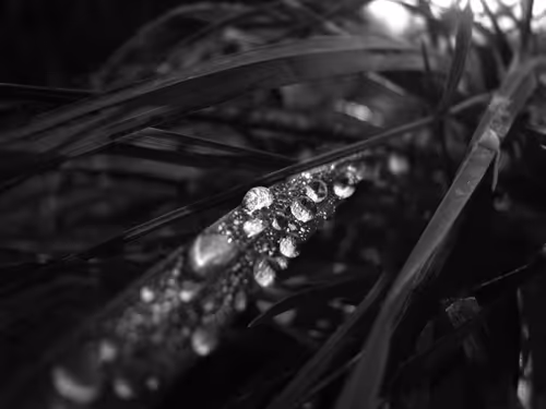 Item #83078762740139376938718327427233199779928808493802448471748731834048232554497 Media