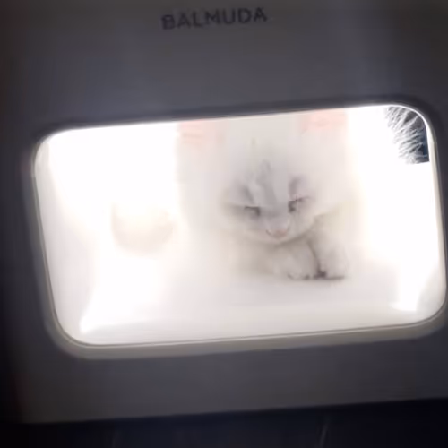 Untitled Collection #70038128