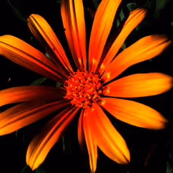 ASTER