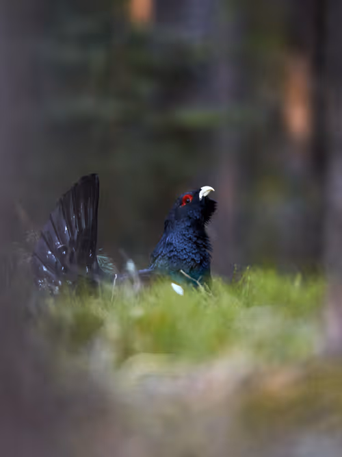 Item #38839638016567787645850386544013293643521983549526356004596178358640148742145 Media