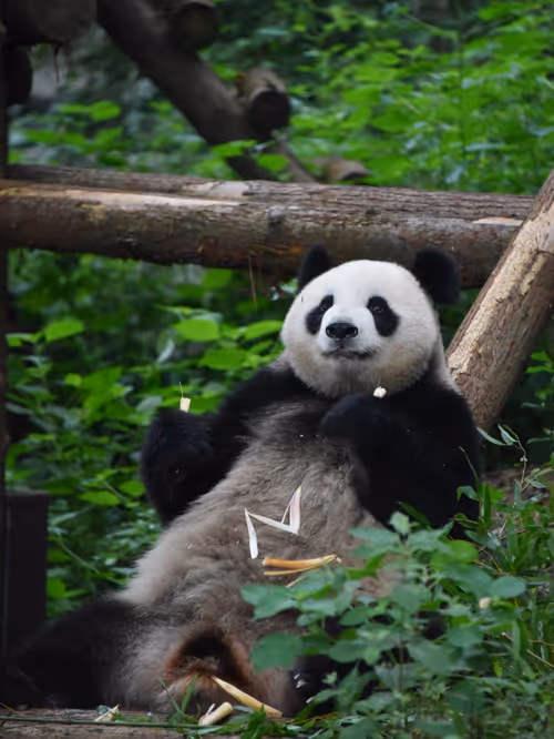 Item #114897420147735578996875144627115122561638223557948297077066948214621831430145 Media