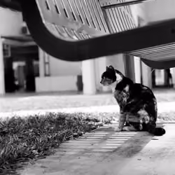 Territory Guard Cat; Philip Wong Photography on Bronica