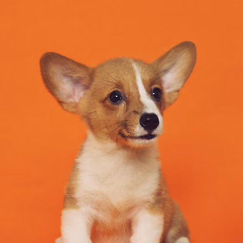 Corgi002