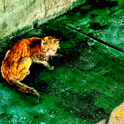 Scabbycat green 